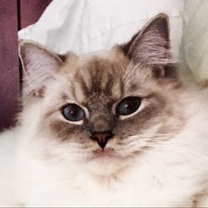 Meet your Posher, Laura